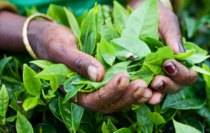 2023 tea crop improves marginally