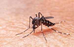 Gampaha witnesses hike in dengue cases – BY JUDE DENZIL PATHIRAJA