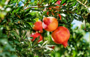Two new varieties of pomegranate introduced in Sri Lanka