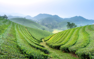 Tea production and prices leaving much to be desired –  By Steve A. Morrell