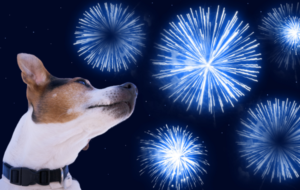 Environmentalists urge public to protect pets from fireworks – By SHEAIN FERNANDOPULLE