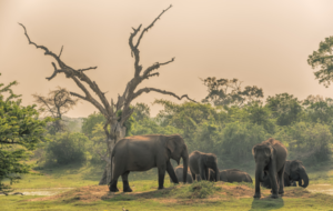 Visiting Yala: Sri Lanka’s Top Wildlife Attraction – How to Tour