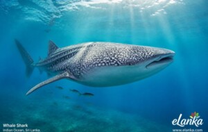Global Spotlight on Colombo: World’s Largest Shark Conservation Conference Kicks Off