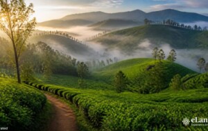 Belwood: The Misty, Plastic-Free Paradise of Sri Lanka’s Central Province