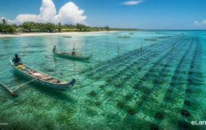 New Sea Cucumber Farming Project Launches in Jaffna to Boost Northern Fishing Communities
