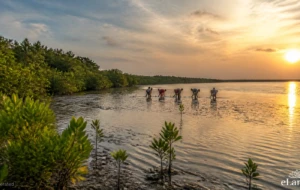 Communities Drive Mangrove Restoration in Mullaitivu to Boost Climate Resilience